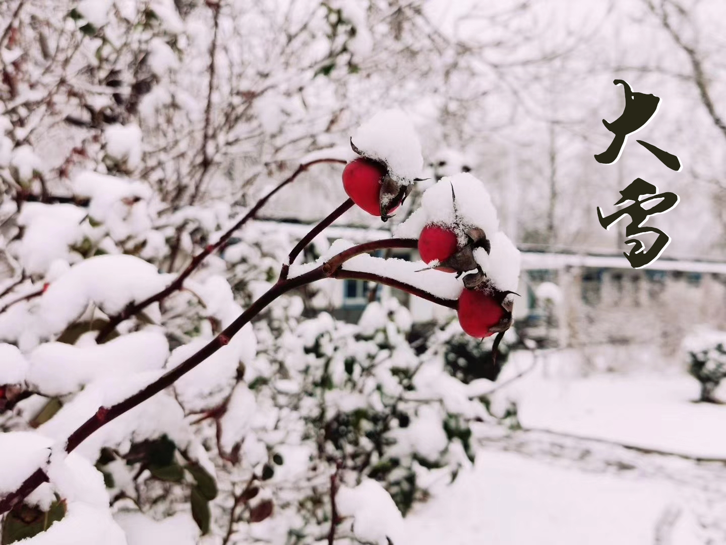 大雪 ▎萬(wàn)象曉一色，皓然天地中