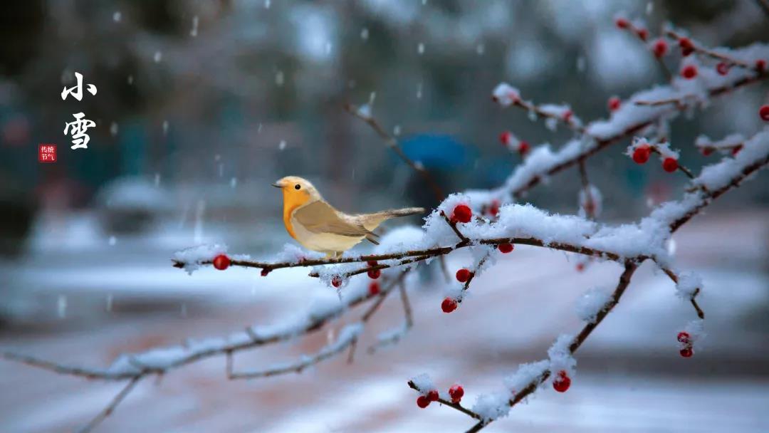 小雪 ▎等一地雪白，與歲月慢酌